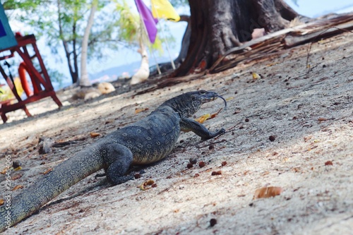 iguana on a rock