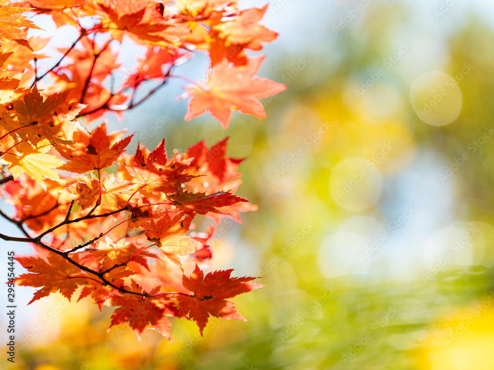 紅葉 秋 空 紅葉 秋 空