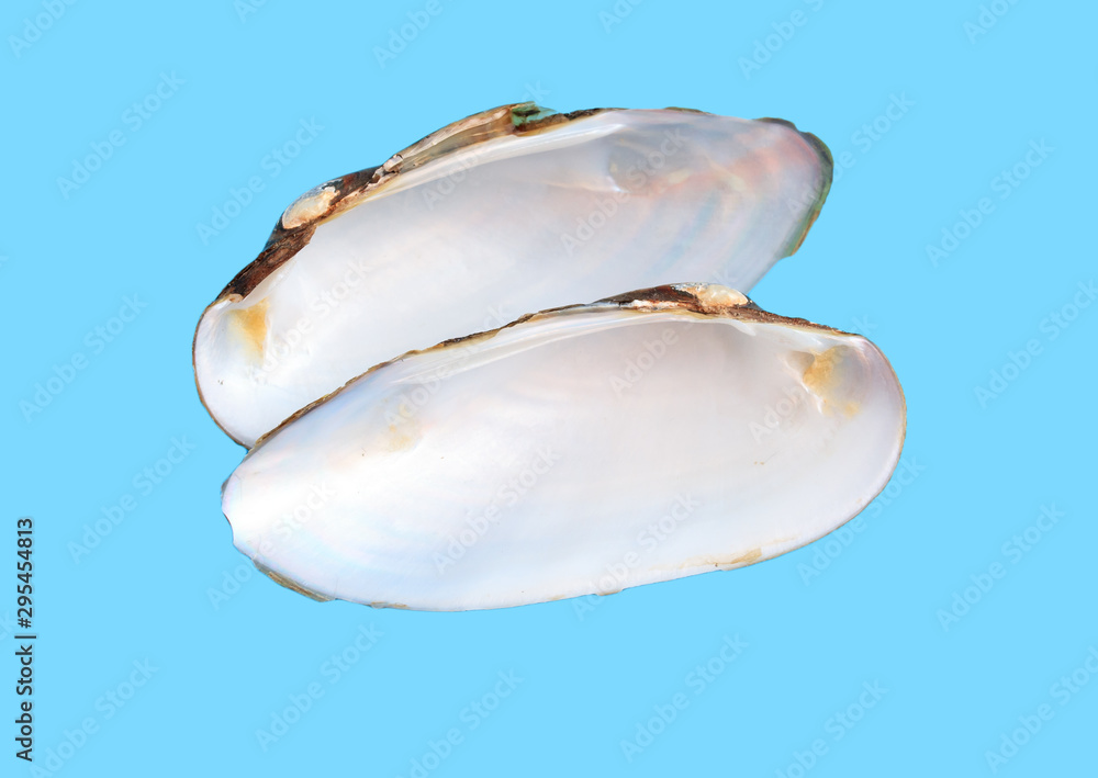 Sea shells and mollusks on a blue background Sea shells and mollusks on a blue background