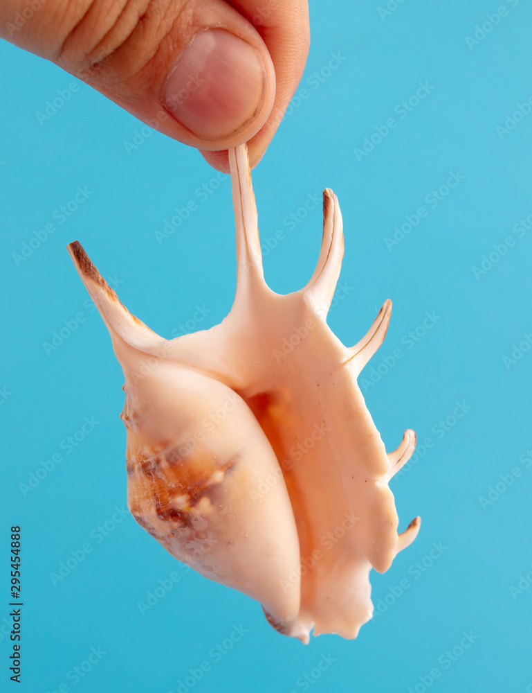 Sea shell in hand isolated on a blue background Sea shell in hand isolated on a blue background