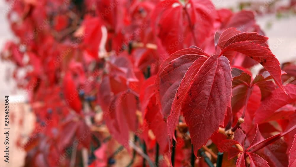Background red autumn leaves sway on light breeze. Close-up. Background red autumn leaves sway on light breeze. Close-up.