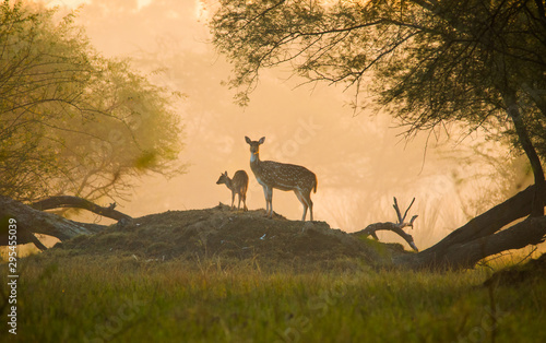 A curious spotted deer in Bharatpur, Rajasthan photo