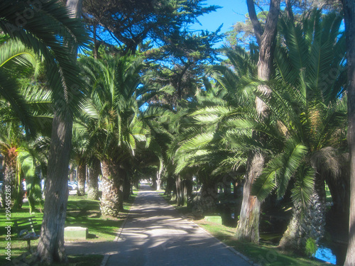 palm trees in the park