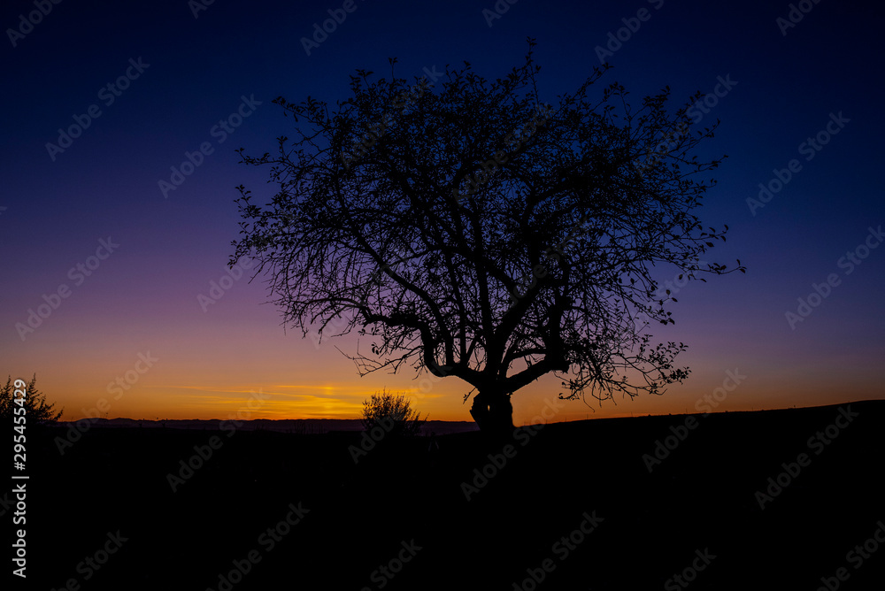 silhouette of tree in sunset with beautiful back light