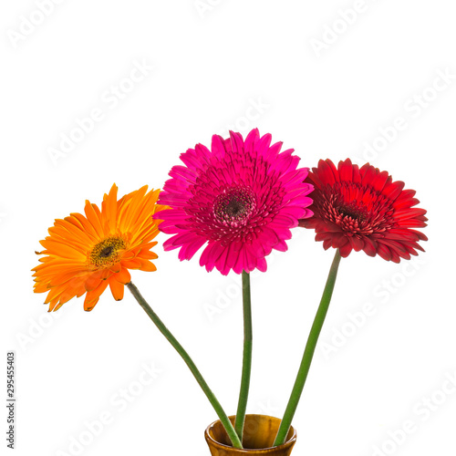 Gerbera flowers in a vase isolated on a white background