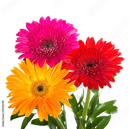 Gerbera flowers isolated on a white background