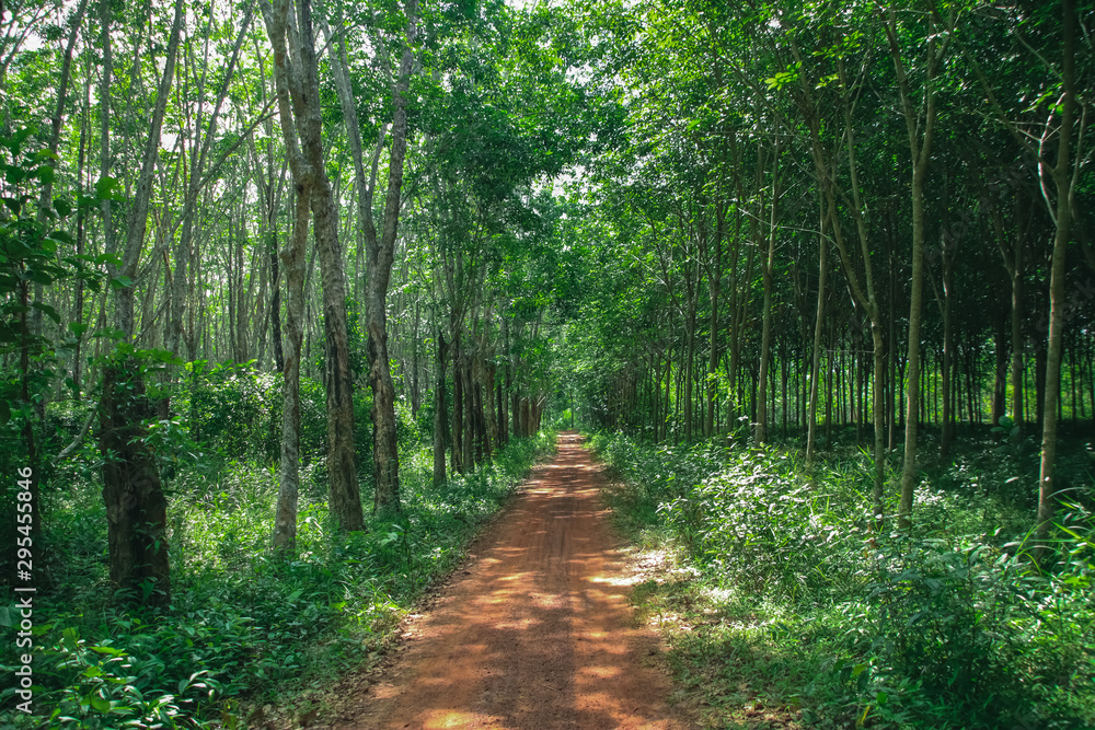 Forest pathway on a beautiful day with soft sunlight shines through the fresh green foliage.,Summer season. Forest pathway on a beautiful day with soft sunlight shines through the fresh green foliage.,Summer season.