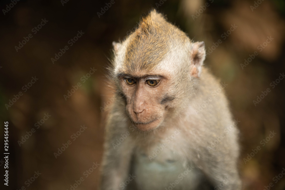 Portrait of female macaque longtailed monkey (macaca fascicularis) in Ubud Monkey Forest, Bali Portrait of female macaque longtailed monkey (macaca fascicularis) in Ubud Monkey Forest, Bali