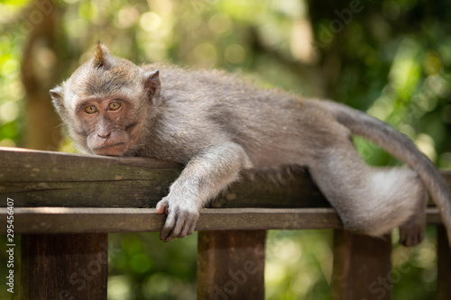 Young macaque longtailed monkey (macaca fascicularis) resting his head in Ubud Monkey Forest, Bali photo