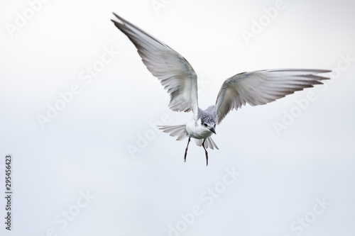 Whiskered tern in flight on cloudy day with spread wings artistic conversion © Alta Oosthuizen