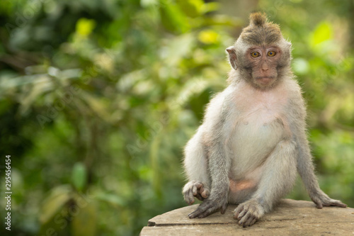 Female baby macaque longtailed monkey (macaca fascicularis) sitting on treestump in Ubud Monkey Forest, Bali © Crea