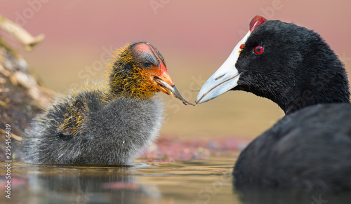 Obraz na plátne Red-knobbed coot chick is fed small fish by mother to gain strength