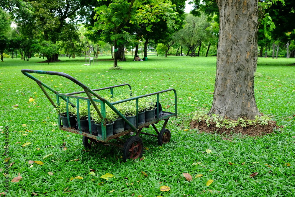 Green Saplings on Cart in the Garden that Wait for Preparations for Planting, Suitable for World Environment Day Concept.