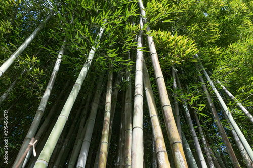 Allee mit frischem gr  nen Bambus