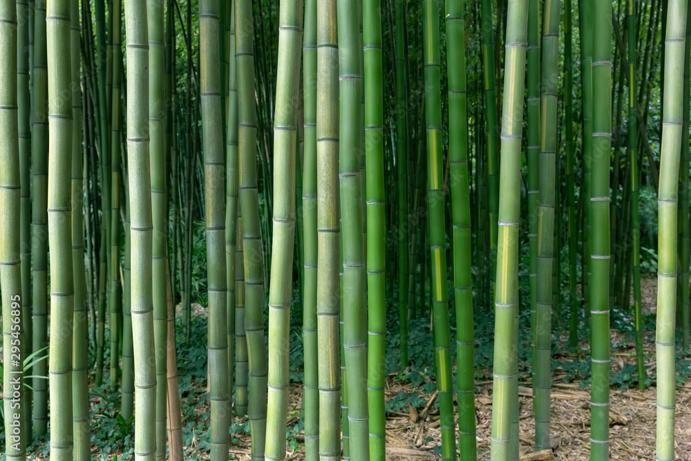 Naklejka premium Frischer grüner Bambus