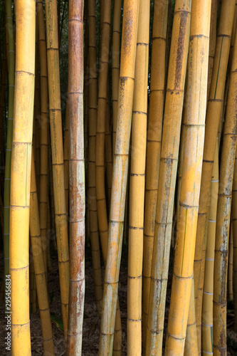 Brauner Bambus