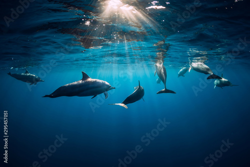 Dolphins swimming underwater in ocean at Mauritius © artifirsov