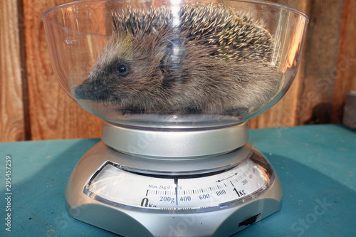 Igel in Waage