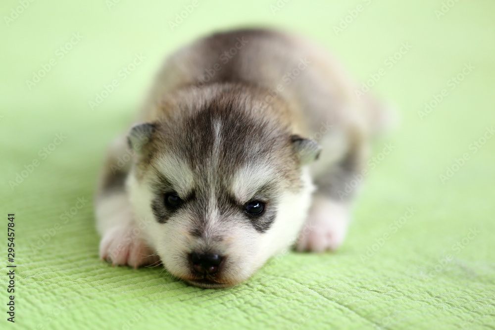 Siberian Husky puppy gray and white colors 3 weeks old lying on light green fabric. Fluffy puppy. Siberian Husky puppy gray and white colors 3 weeks old lying on light green fabric. Fluffy puppy.