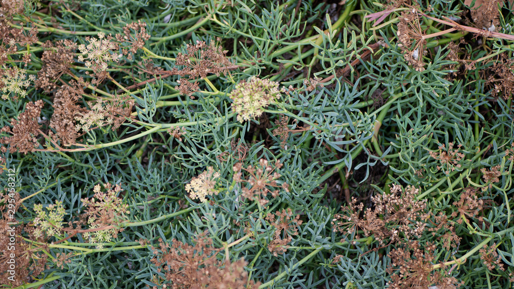 texture de plante texture de plante