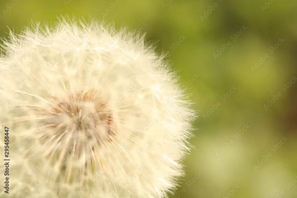 Fototapeta premium Eine Pusteblume in der Wiese.