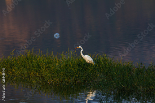 White heron in the grass on the lake
