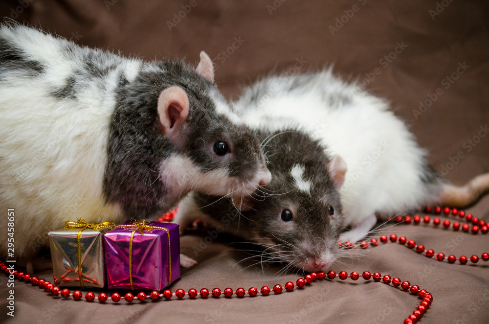 Couple of gray and white rats sit on brown background near New Year present box, beads, kiss each other, symbol of 2020 Couple of gray and white rats sit on brown background near New Year present box, beads, kiss each other, symbol of 2020