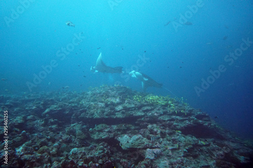 amazing underwater world of shark and mant fish
