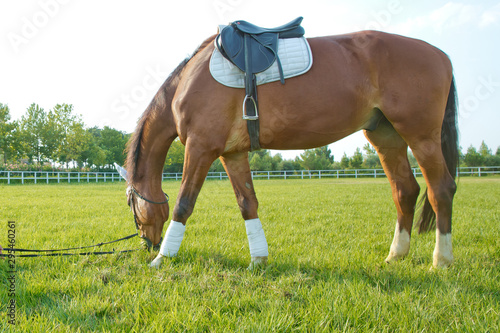 a saddle on the horse . a white piece on the horse's head and ear. race horses in a field or paddock grazing on green grass at a stud farm that breeds for the racing industry .