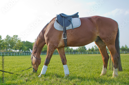 a saddle on the horse . a white piece on the horse s head and ear. race horses in a field or paddock grazing on green grass at a stud farm that breeds for the racing industry .