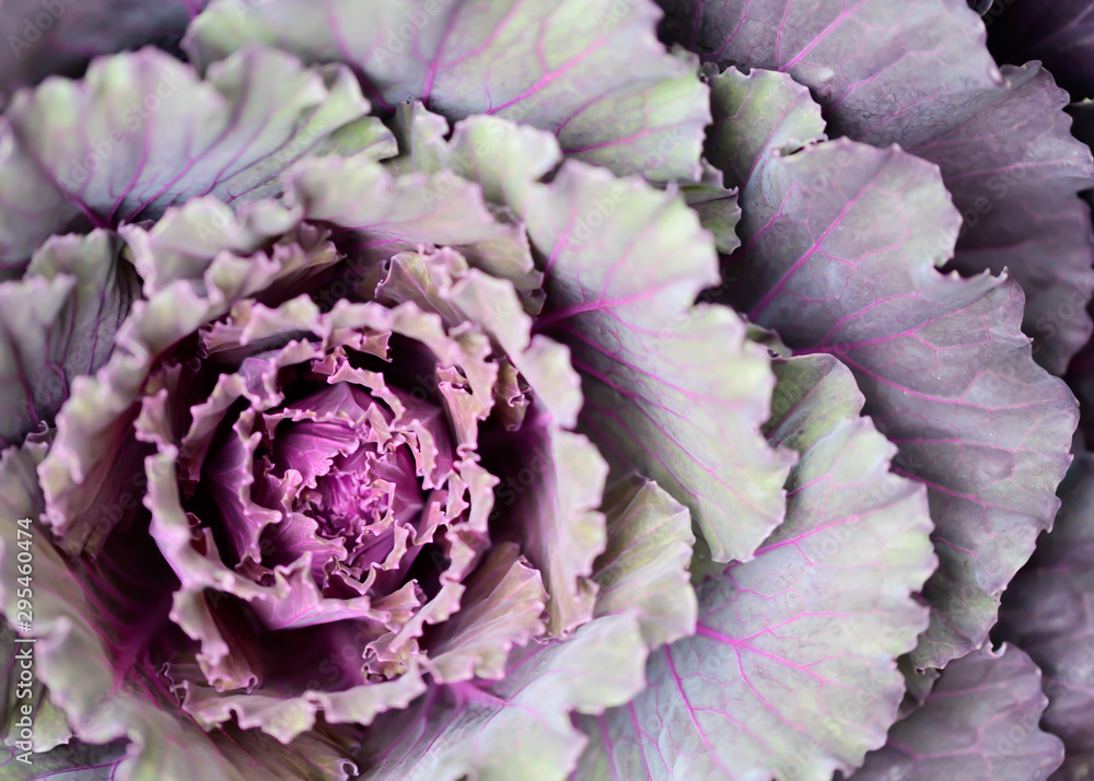 Obraz premium Red Cabbage