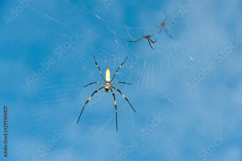 Spider Nephila clavata, known in Japan as the 