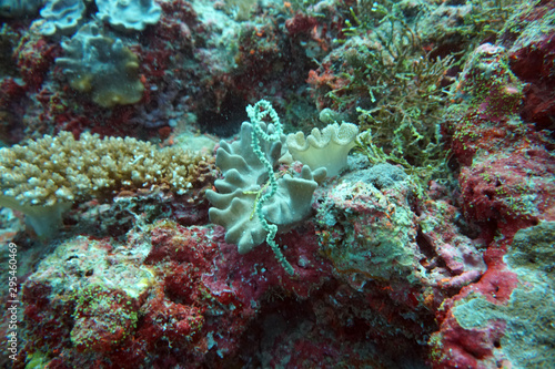 amazing marine fish world maldives