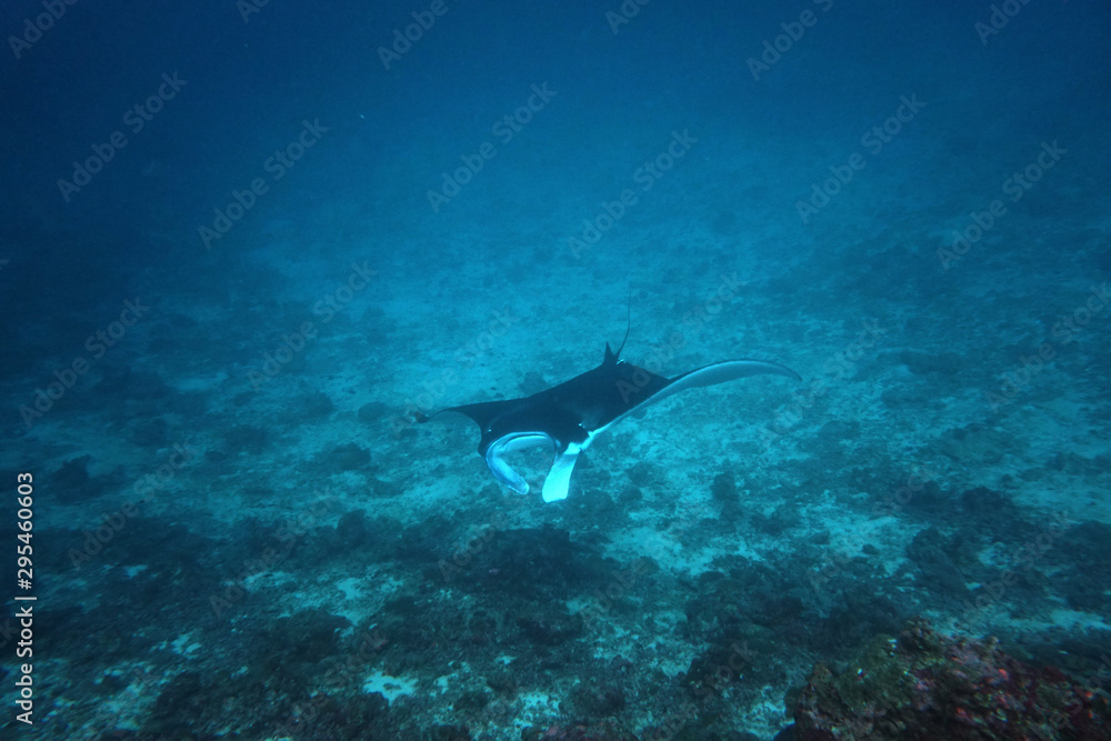 Fototapeta premium amazing marine fish world maldives