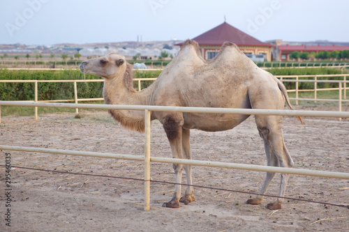king of the desert, big animals, farm, hacienda, milk, travel, vacation, village, herbivores, cattle, horned animals, llama, caravan . White camel in the zoo in summer, Camel, two-humped camel,