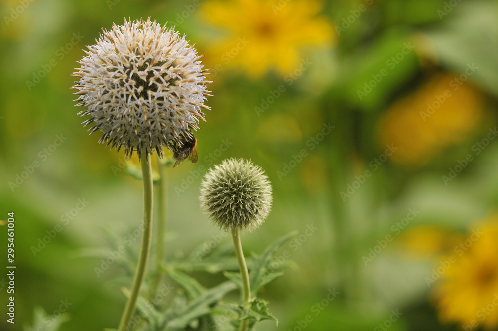 Bees bumblebees on globe thistle green flowers Bees bumblebees on globe thistle green flowers