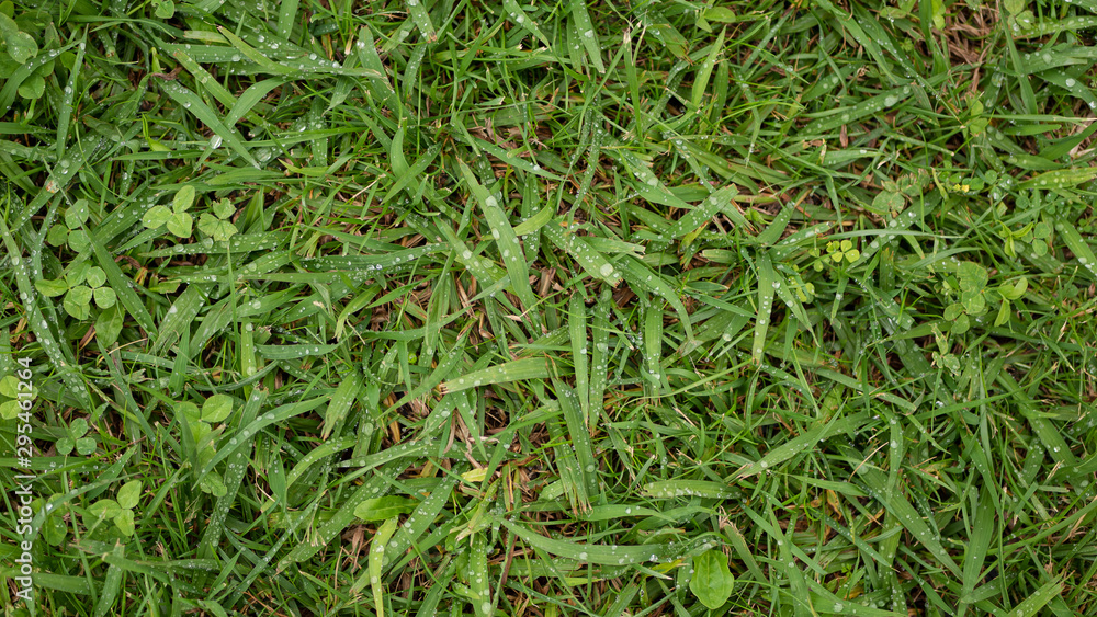 texture d'herbe texture d'herbe