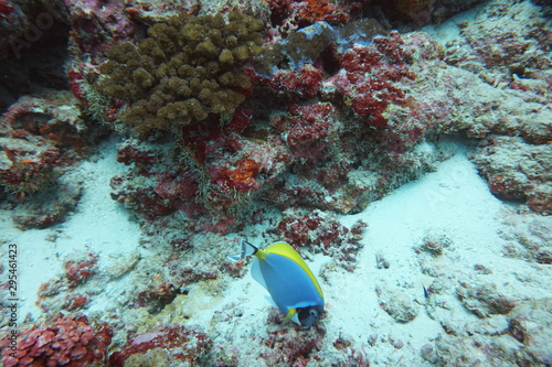 amazing marine fish world maldives
