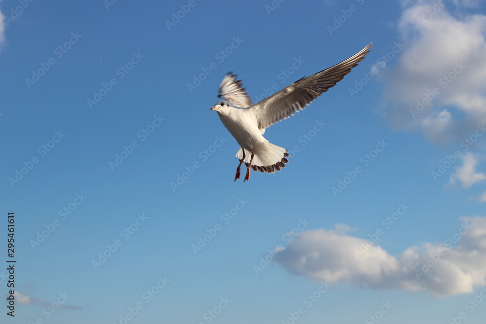Obraz premium beautiful seagulls in the winter at sea, walking with family