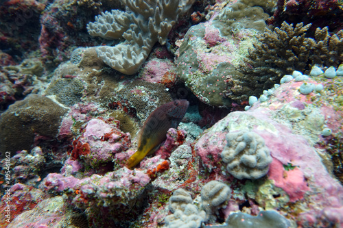 amazing marine fish world maldives © константин константи