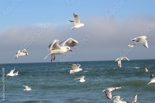 beautiful seagulls in the winter at sea, walking with family