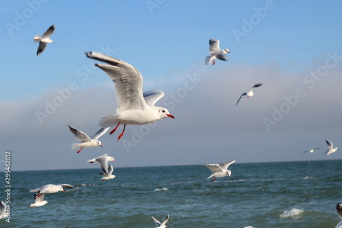 beautiful seagulls in the winter at sea, walking with family