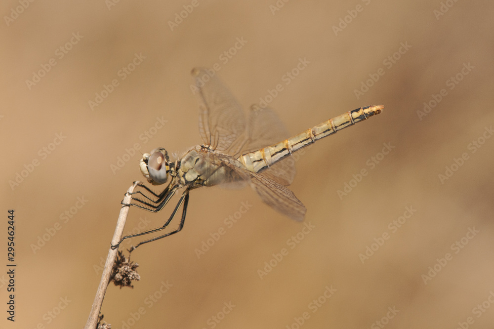 Sympetrum fonscolombii Red-veined Darter one of the most common dragonflies that can be seen in Andalusia Sympetrum fonscolombii Red-veined Darter one of the most common dragonflies that can be seen in Andalusia