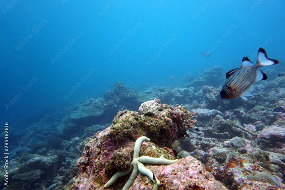 Fototapeta premium amazing marine fish world maldives
