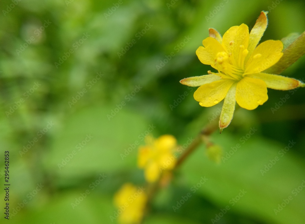 Yellow colour flower Yellow colour flower