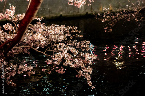 目黒川の夜桜