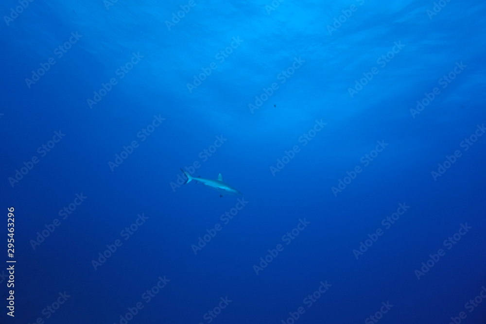 Fototapeta premium amazing marine fish world maldives