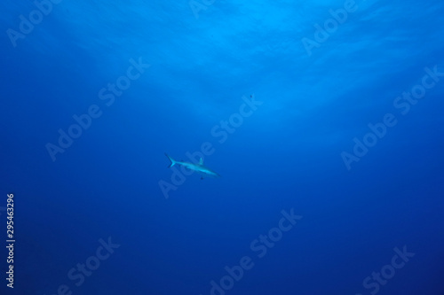 Wallpaper Mural amazing marine fish world maldives Torontodigital.ca