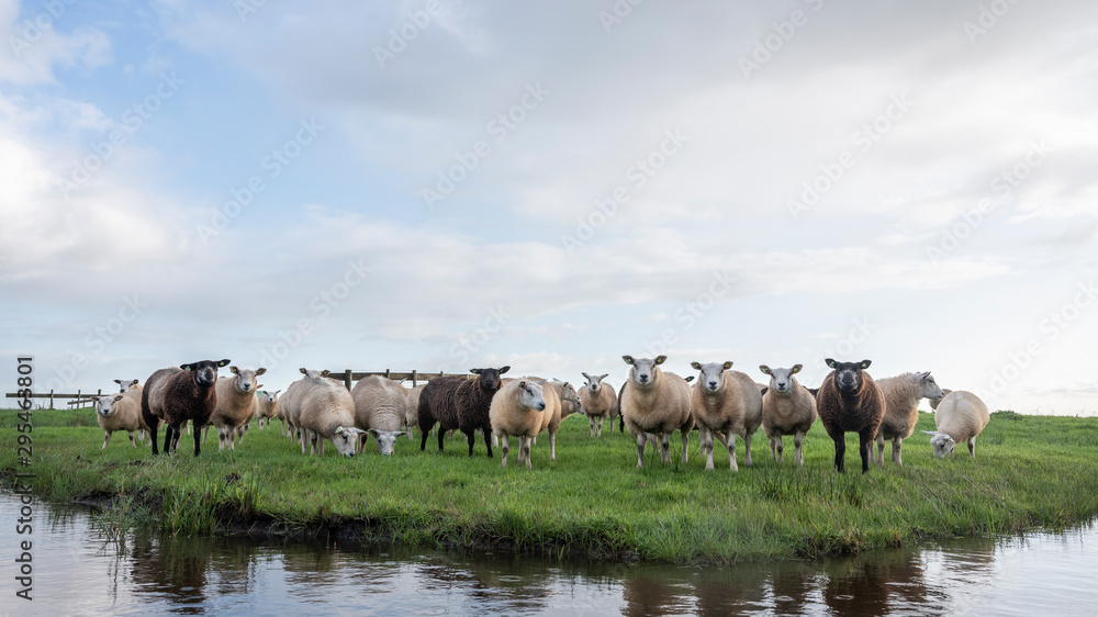 flock of sheep in green grassy meadow behind canal with reflections of sky in holland flock of sheep in green grassy meadow behind canal with reflections of sky in holland