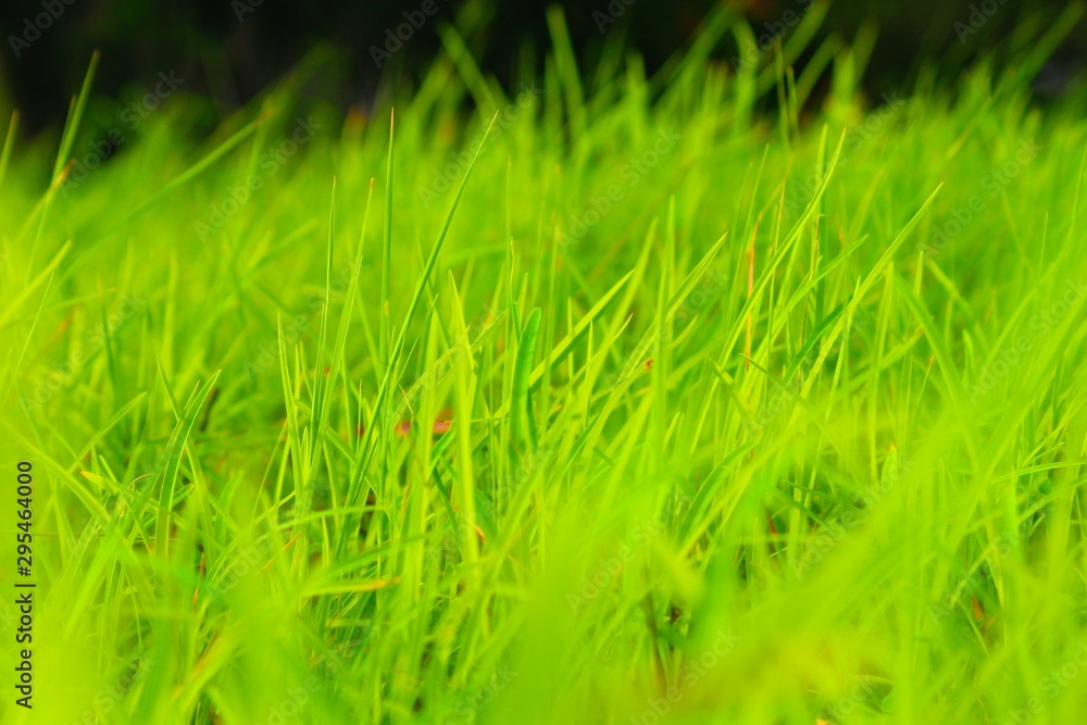 Grass Grass